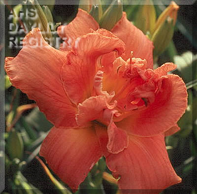 Savannah Style AHS image