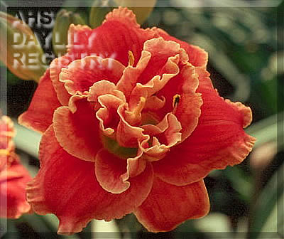 Fun Time Frolic AHS image