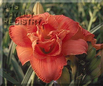 Geechee Belle AHS image
