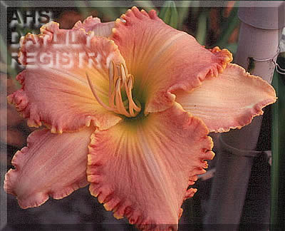 Chatham Classic AHS image