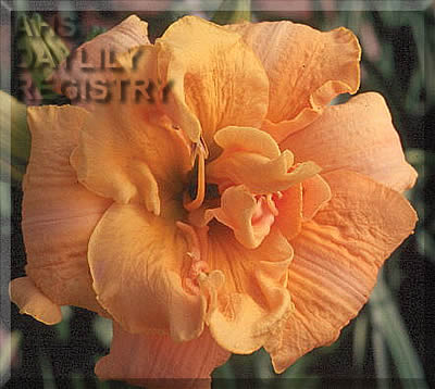 Blooming Beauty AHS image
