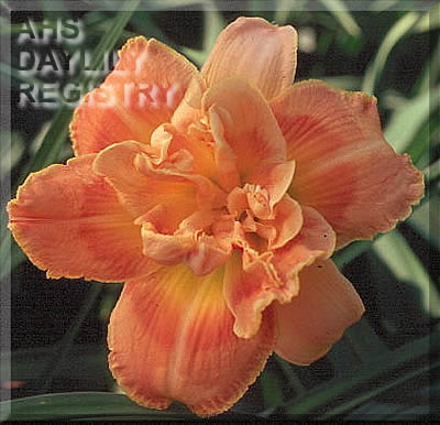 Carolina Copper AHS image
