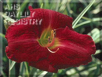 Burgundy on Ice AHS image