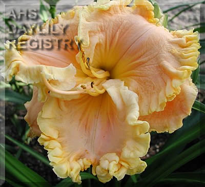 Evelyn Kloeris AHS image
