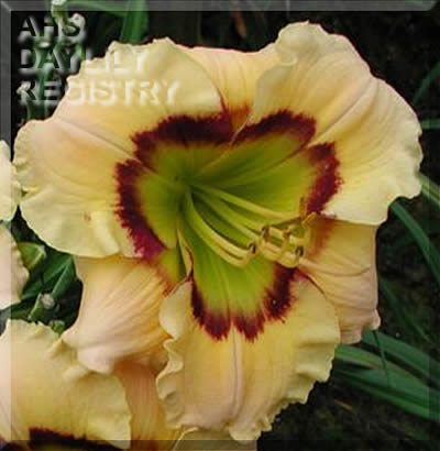 Anita's Gift AHS image