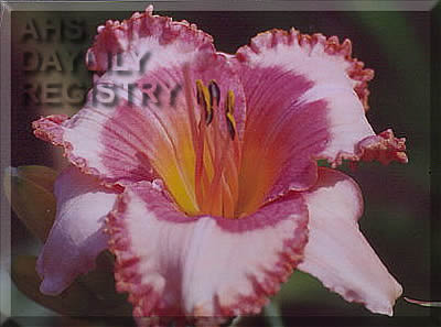 Susan Horton AHS image