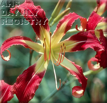 Summer Fireworks AHS image
