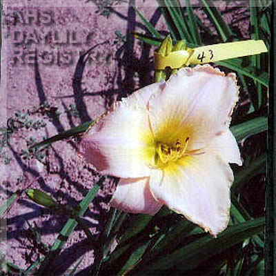 Terry Phillida AHS image