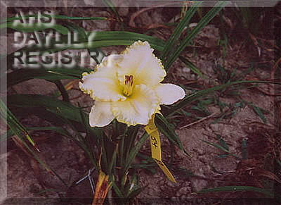 Marjorie Cox AHS image
