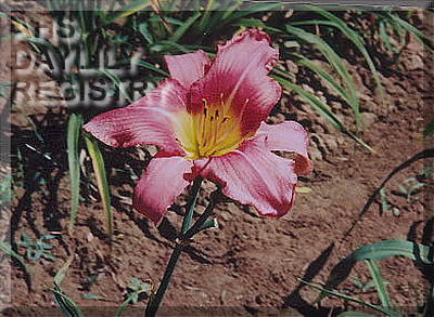 Sweet Georgia AHS image