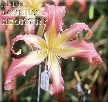 Predatory Flamingo AHS image