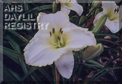 Colonial Parish Church AHS image