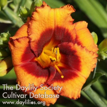 Madeline Nettles Eyes AHS image