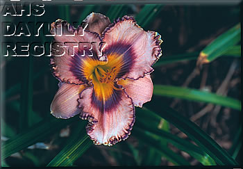 Cedar Key AHS image