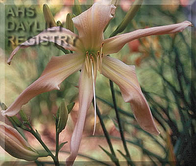 Stretch Limo AHS image