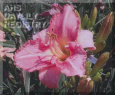 Becky Zee AHS image