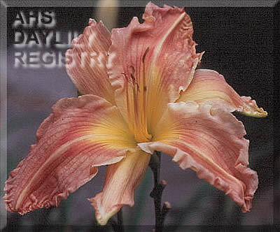 Rough Wood AHS image