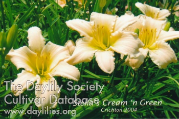 Stella's Cream 'n Green AHS image