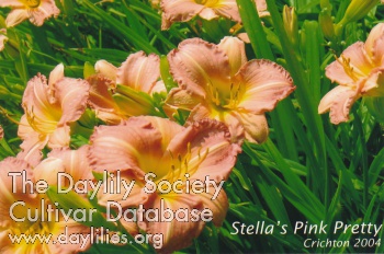 Stella's Pink Pretty AHS image