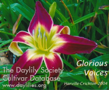 Glorious Voices