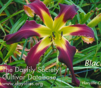Blackberry Fling