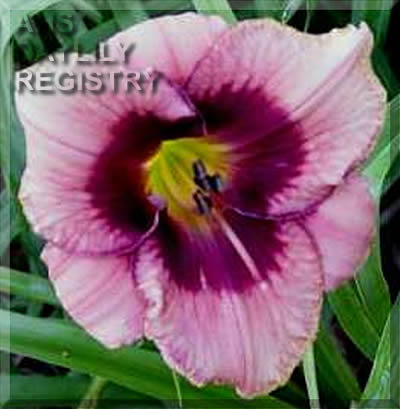 Bigcabin Dragon Eyes AHS image