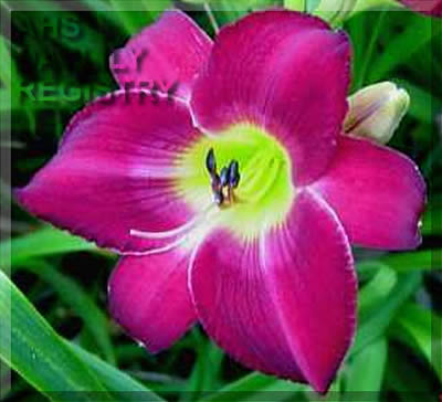 Bigcabin Luscious Lips AHS image