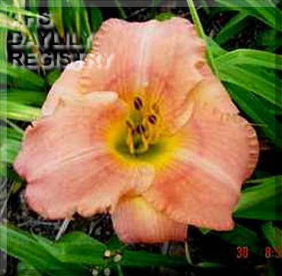 Bigcabin Peach Circle AHS image