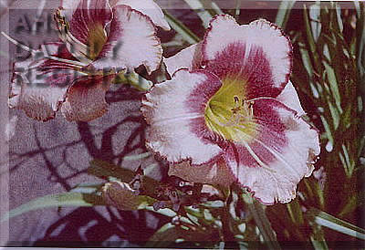 Flint Hills J.W. AHS image