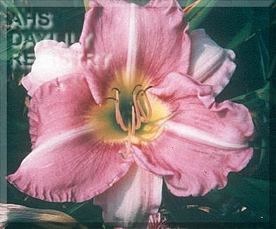West Virginia Mist AHS image