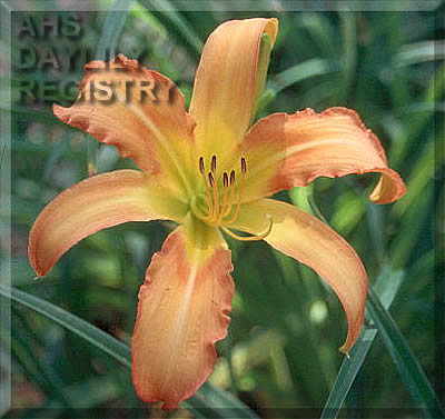 Citrusicle AHS image