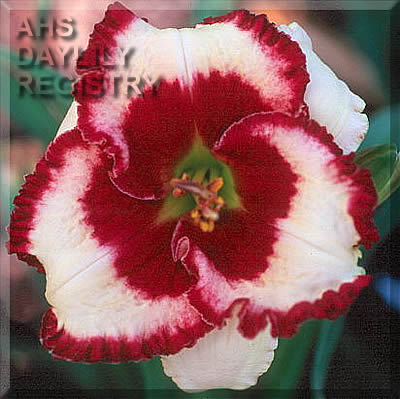 Raspberries in Cream AHS image