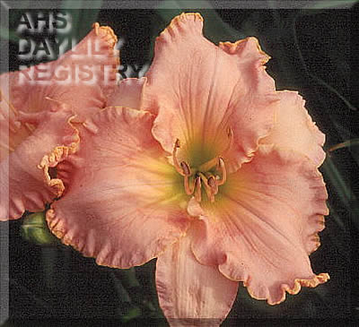 Carolina Cameo AHS image