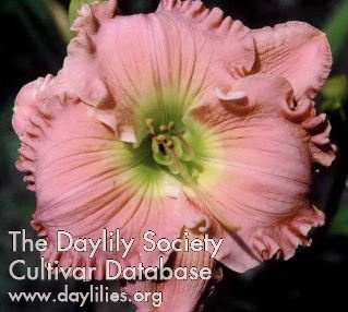 Voluptuous Beauty AHS image