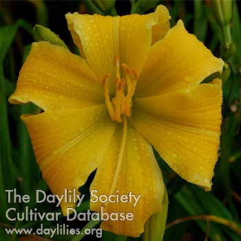 Carolina Gold AHS image