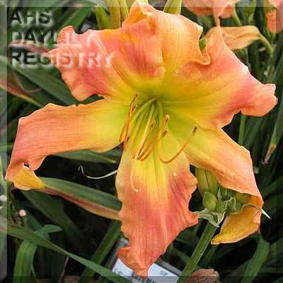 Flaming Red Pinwheel AHS image