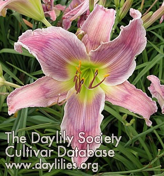 Kickin Chicken daylily bloom