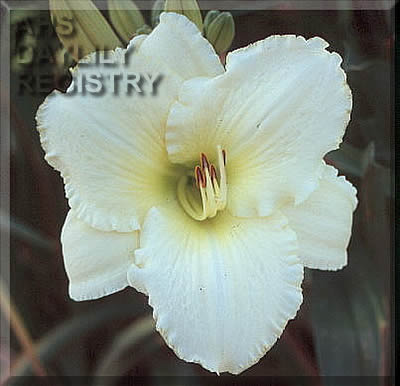 Topguns White Knight AHS image