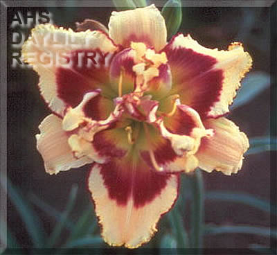 Topguns Anita Causey AHS image