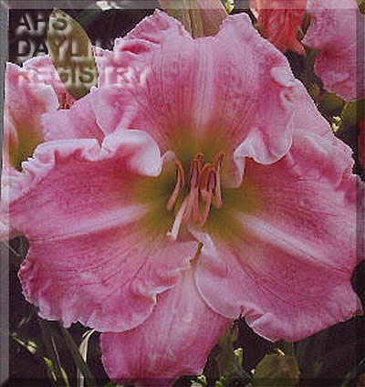 Westbourne Seafoam Candy AHS image