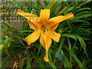 Erlo AHS image