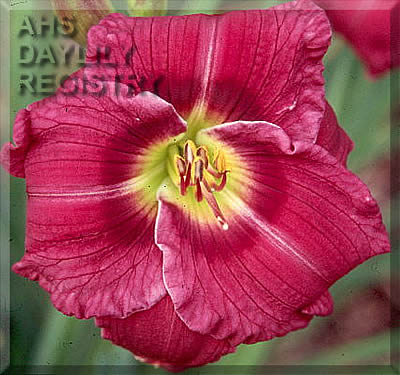 Purple Screamer AHS image