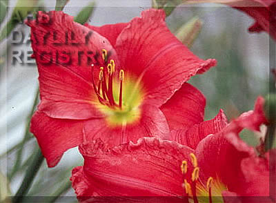 Cranberry Country AHS image
