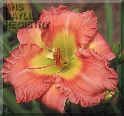 Chinese Festival AHS image