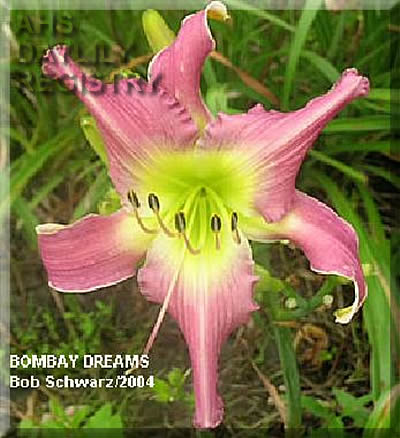 Bombay Dream AHS image