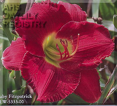 Ruby Fitzpatrick AHS image