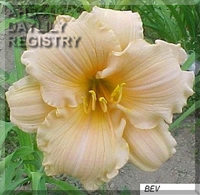 Bev AHS image