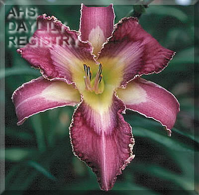 Art Gallery Iridescence AHS image