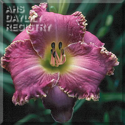 Gayle Palmer AHS image
