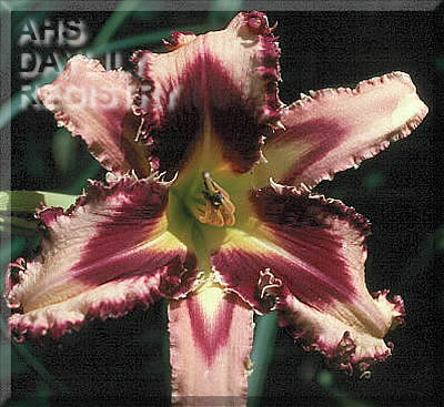 Tri-colored Bite AHS image